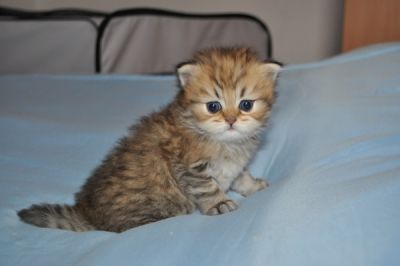 Chatons Persan Chinchilla et golden