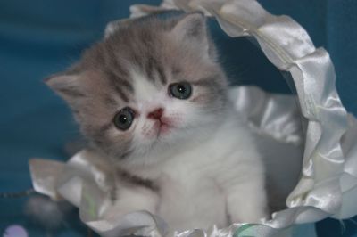 magnifique chaton exotic shorthair