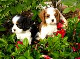 chiots cavalier king charles a donner