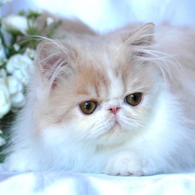 Bébés Persans Loof***