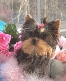 yorkishire  bébé pour un foyer aimant nous renvoyer par courrier électronique pour plus d'informatio