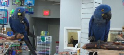 Perroquets ara hyacinthe à vendre.