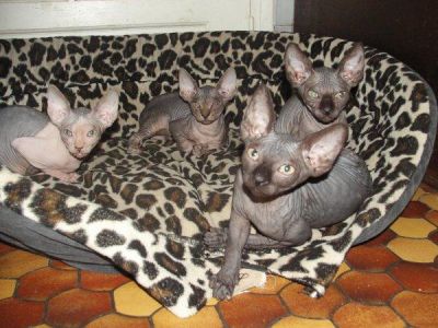 4 merveilleux chatons sphynx à réservés, 1 femelle de couleur bleue et blanc, 1 male de couleur bleu