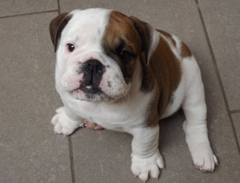 Jentille Chiot type Bouledogue français femelle