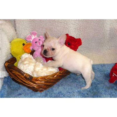 chiot bouledogue français à donner 