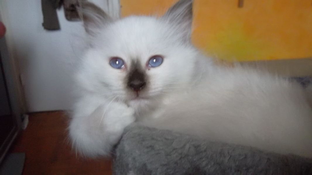 Chatons Sacré de Birmanie L.O.O.F