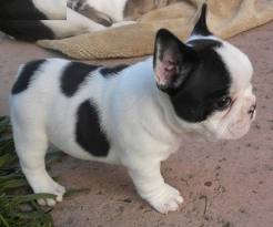 CHIOTS DE RACE BOULEDOGUE FRANÇAISE A DONNER( avec certificat de bonne santé )