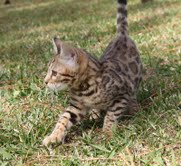 Chatons Bengal Haute Qualité