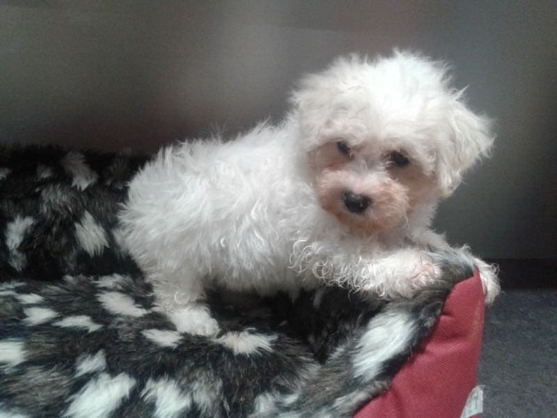 Chiot de race Bichon frise Femelle née le 12/10/2017 a donner