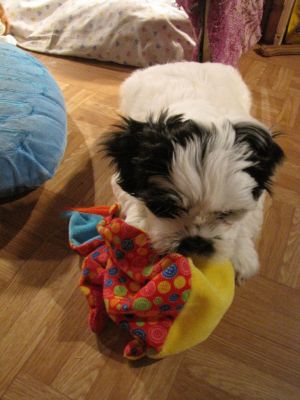 5 bb Lhassa Apso dispo MAINTENANT mai 2012