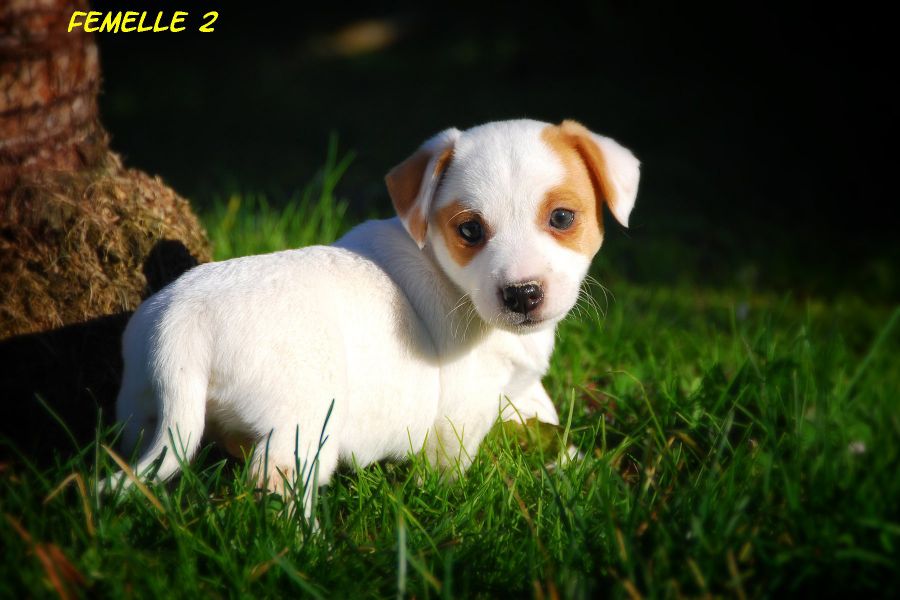 Chiots Jack Russell de petites tailles