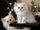 don de deux chatons chinchilla   