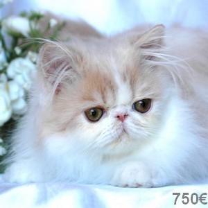 Superbes Persans Loof***