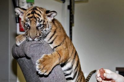 apprivoisé Tiger, Leopard, la Sibérie, Cheetah, Cougar et du Bengale oursons disponibles à la vente.