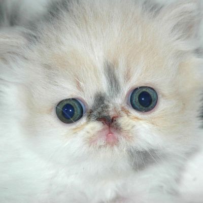 Superbes Chatons Persan LOOF