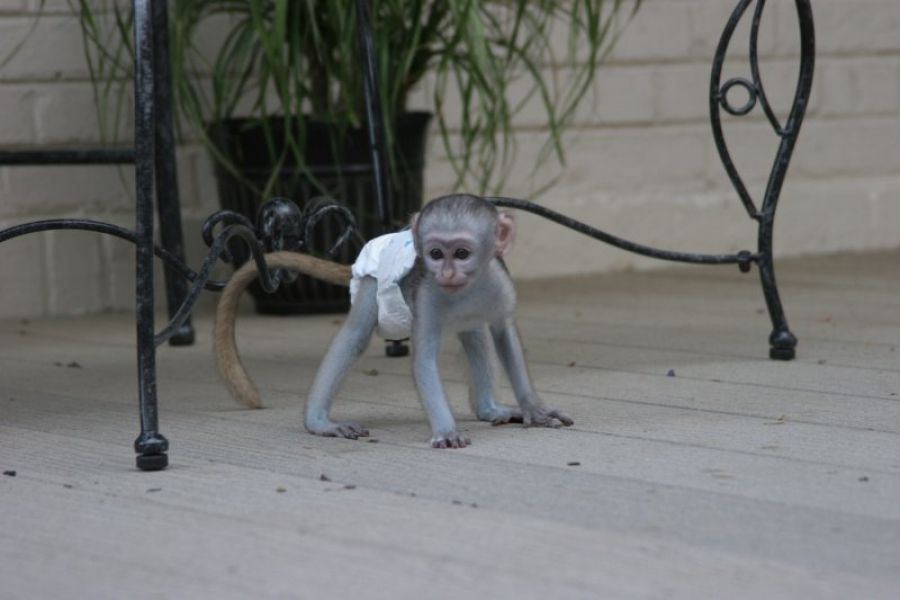 Adorable singe femelle de type capucin a donner
