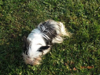 Biewer Yorkshire Terrier Hündin