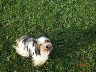 Biewer Yorkshire Terrier Hündin