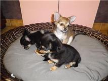 Magnifique Chiots chihuahua a poils long contre bon soins