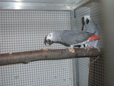 Chiot bouledogue francais et perroquets à donner.