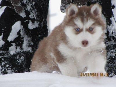 chiots akita mignon à vendre