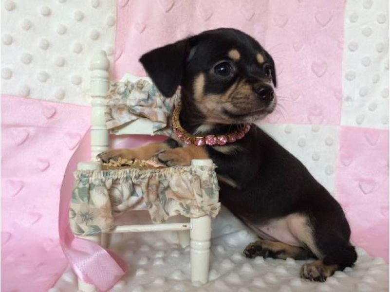 Adonner contre bon soins Magnifique bb type chihuahua