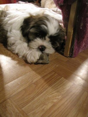 5 bb Lhassa Apso dispo MAINTENANT mai 2012