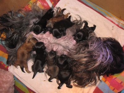 7 bébés lhassa apso disponibles DE SUITE (mai 2011)