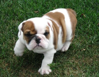Chiots bulldog anglais pour chiots Adoption