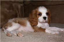 Magnifique cavalier king charles a donne 	   