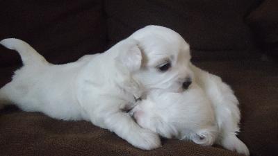  merveilleux chiotsBichon maltais  a donner 