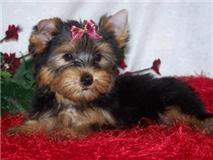 Chiot yorkshire contre bon soins