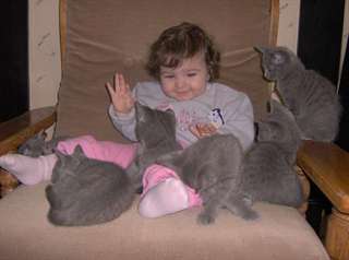 Chaton type chartreux à donner
