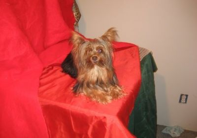 Beau et impressionnant Yorkie chiot pour adoption.