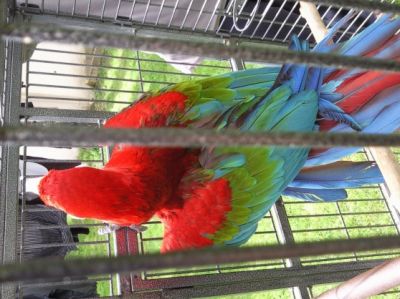 Magnifique perroquet ara chloroptère