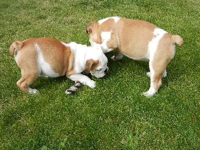 impecable chiots Bouledogue anglais  a donner 