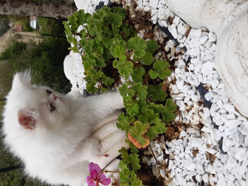 Chaton PERSAN LOOF
