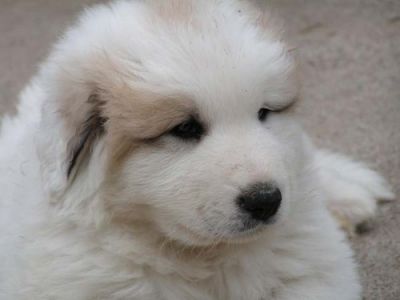 A reserver chiots Montagne des Pyrénées
