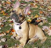 adorables chiots bouledogue français pour adoption 