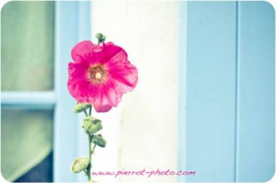 Voyage photo en Vendée