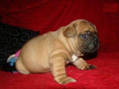 Adorables chiots bouledogue francais