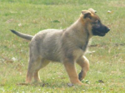 Chiots type Beauceron disponible
