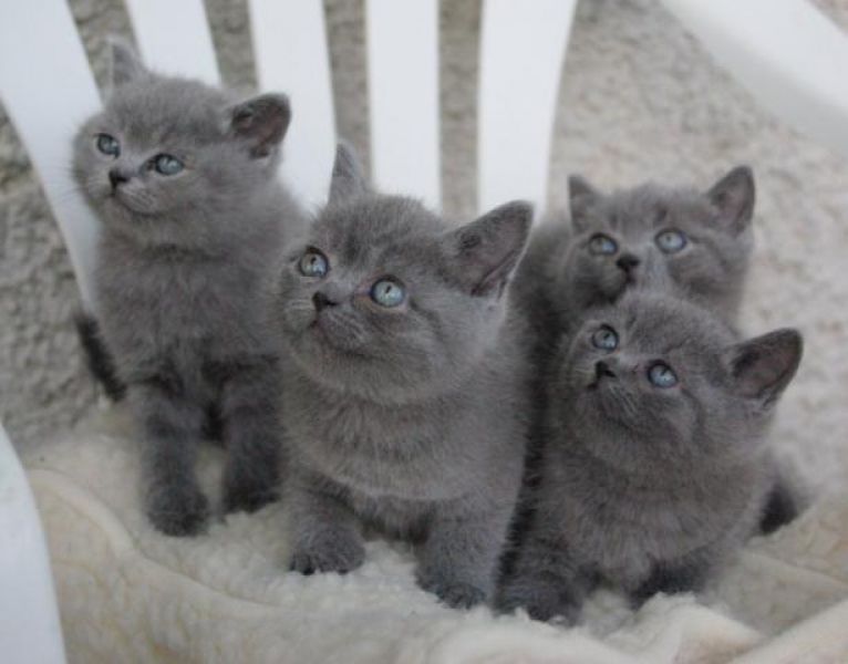 Chaton british shorthair