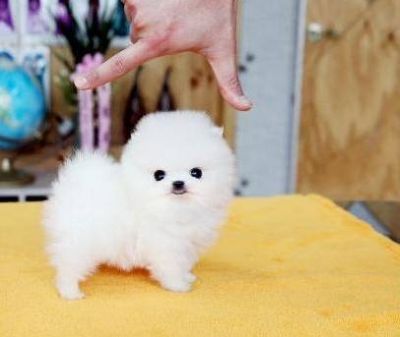 donne chiot pomeranien de très petite taille contre bons soins