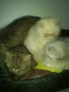  CHATS DE NOËL! JOLIS PERSANS, PRIX RAISONNABLE