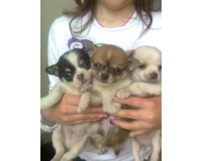 chiots chihuahua