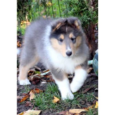 Don chiot colley contre bons soins