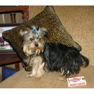 chiot yorkshire terrier à donner contre bons soins