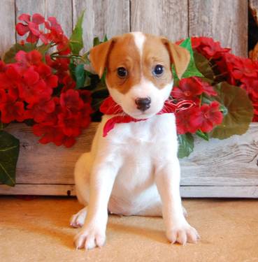 chiots king charles a donner