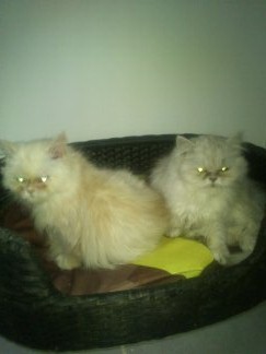  CHATS DE NOËL! JOLIS PERSANS, PRIX RAISONNABLE